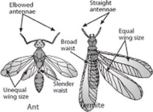 termites vs ants