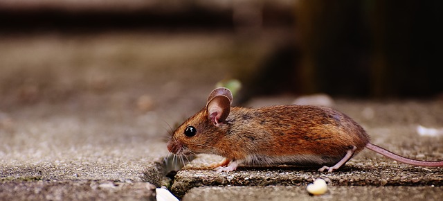 mouse in church pest control