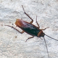 american cockroach