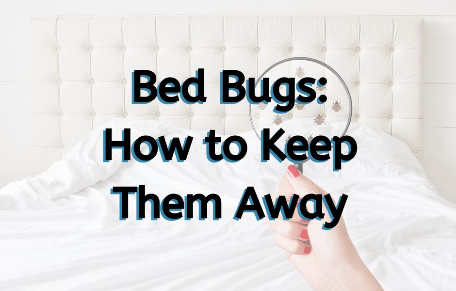 Bed Bugs – How to Keep them Away