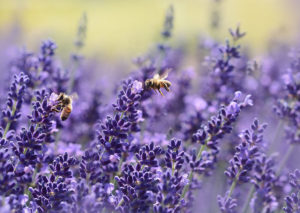 carpenter bee removal