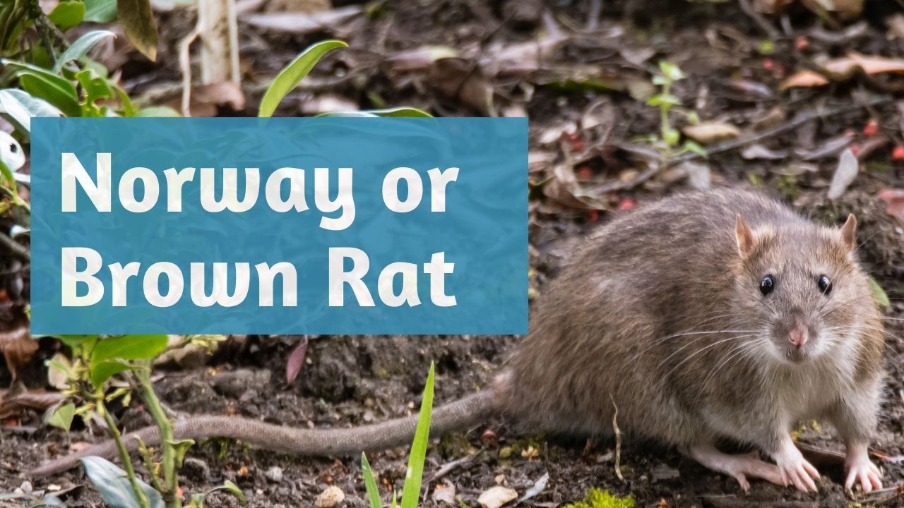 norway rat or brown rat