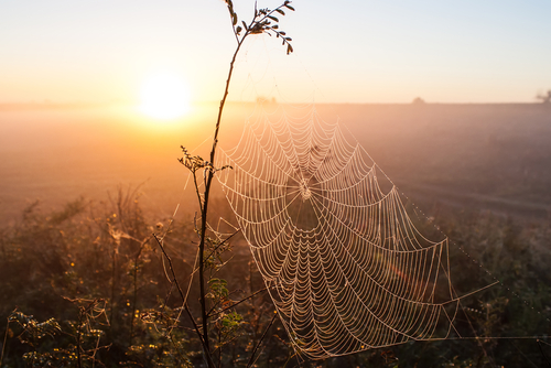 Spider Web on Branches - Raleigh Spider Control