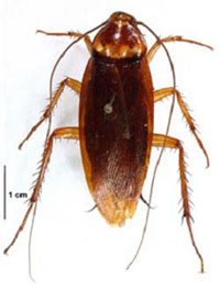 American Cockroach