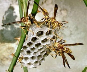 Paper Wasps