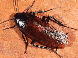 Smoky Brown Cockroach